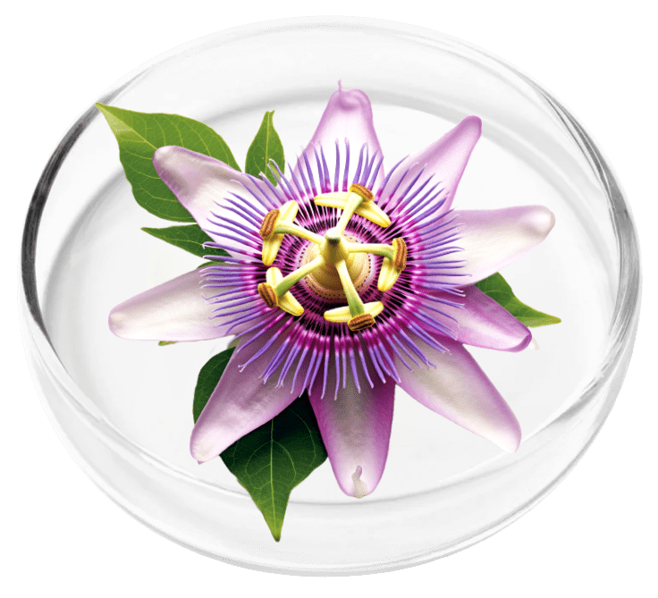 nervovive ingredient1